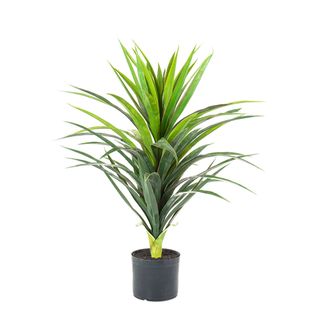 Yucca Plant in Pot 90cm