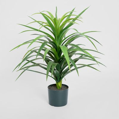 Yucca Plant in Pot 90cm