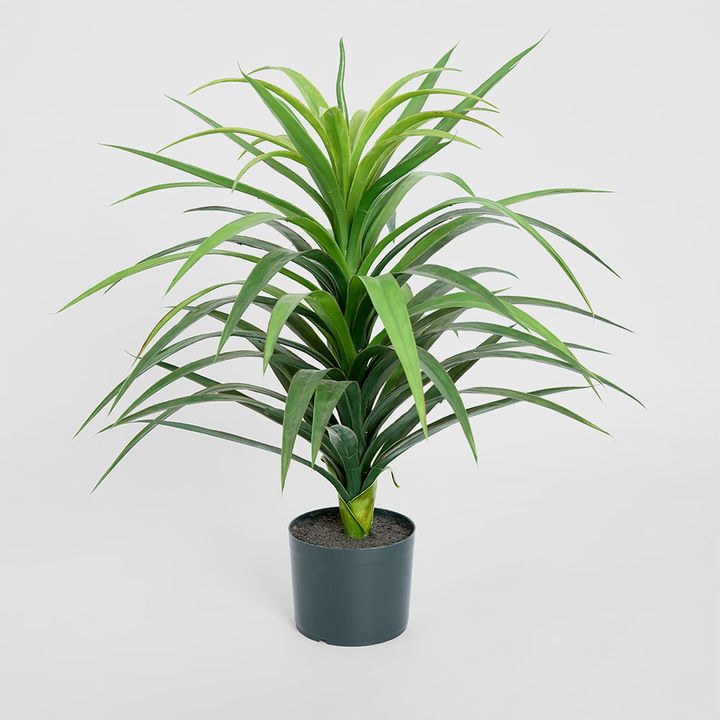 Yucca Plant in Pot 90cm