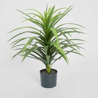 Yucca Plant in Pot 90cm