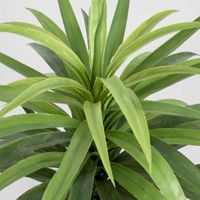 Yucca Plant in Pot 90cm