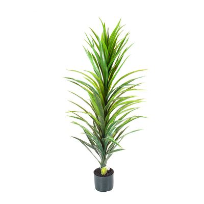 Yucca Plant in Black Pot 1.2m