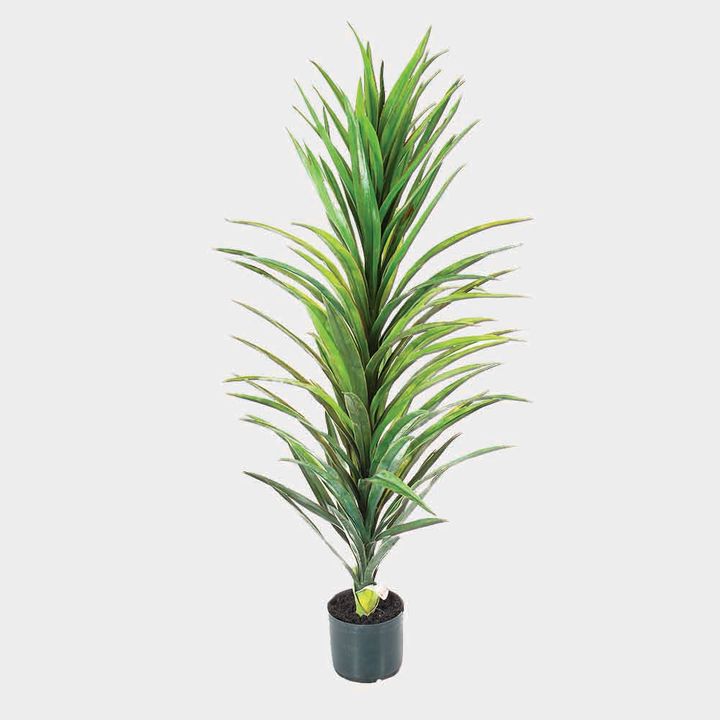 Yucca Plant in Black Pot 1.2m