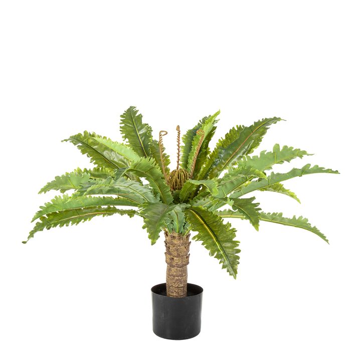 Fern Palm in Black Pot 62cm