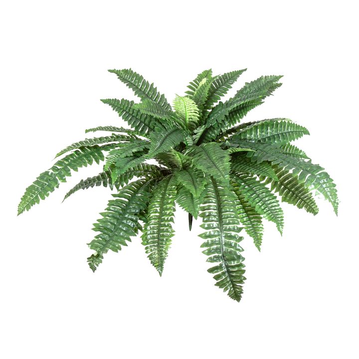 Fern Boston 80cm