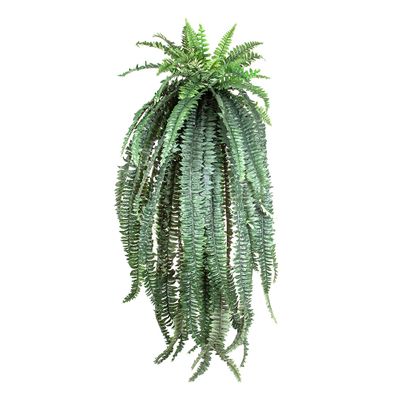 Fern Boston Giant 1.5m