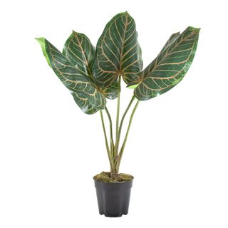 Cordiform Leaf in Pot 60cm