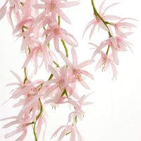 Orchid Spider Hanging 1.1m Pink