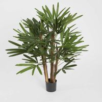 Raphis Palm 1m