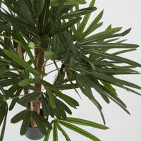 Raphis Palm 1m