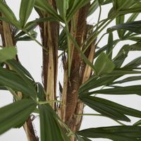 Raphis Palm 1m