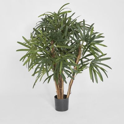 Raphis Palm Thin Leaf 1.2m
