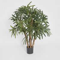Raphis Palm Thin Leaf 1.2m