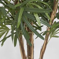 Raphis Palm Thin Leaf 1.2m