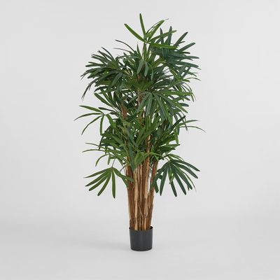 Raphis Palm Thin Leaf 1.6m