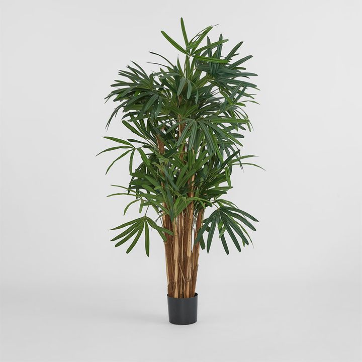 Raphis Palm Thin Leaf 1.6m