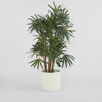 Raphis Palm Thin Leaf 1.6m