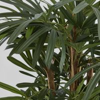 Raphis Palm Thin Leaf 1.6m
