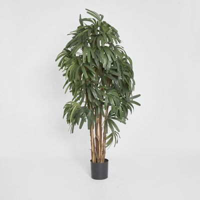Raphis Palm Thin Leaf 1.8m