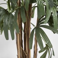 Raphis Palm Thin Leaf 1.8m