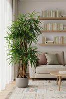 Raphis Palm Thin Leaf 1.8m