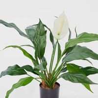 Spathiphyllum Lily White 53cm
