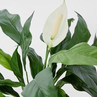 Spathiphyllum Lily White 53cm