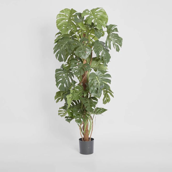 Split-Leaf Philodendron 1.5m