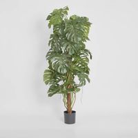 Split-Leaf Philodendron 1.5m