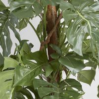 Split-Leaf Philodendron 1.5m