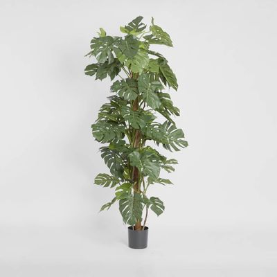 Split-Leaf Philodendron 1.8m