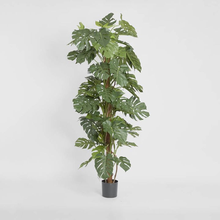 Split-Leaf Philodendron 1.8m
