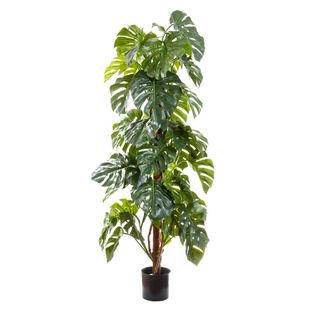 Split-Leaf Philodendron 1.8m
