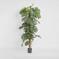Split-Leaf Philodendron 1.8m