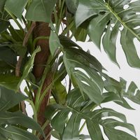 Split-Leaf Philodendron 1.8m
