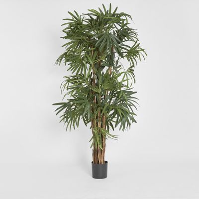 Raphis Palm Thin Leaf 2m