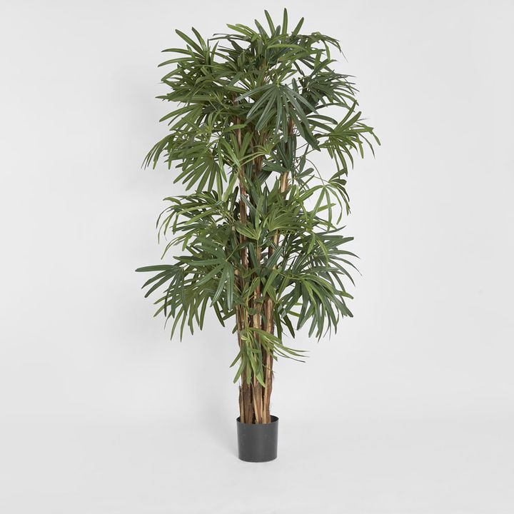 Raphis Palm Thin Leaf 2m