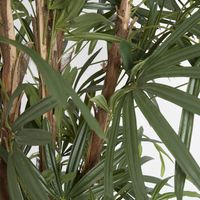 Raphis Palm Thin Leaf 2m