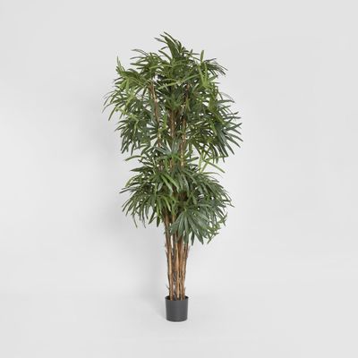 Raphis Palm Thin Leaf 2.4m