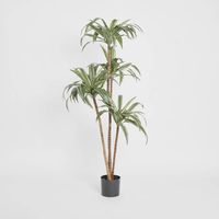 Variegated Dracaena 1.6m