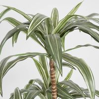 Variegated Dracaena 1.6m