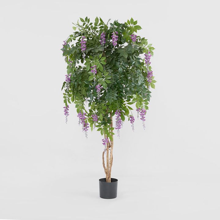 Wisteria Tree Purple 1.9m
