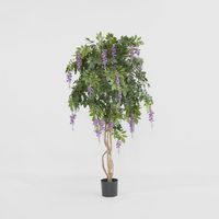 Wisteria Tree Purple 1.9m