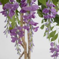 Wisteria Tree Purple 1.9m