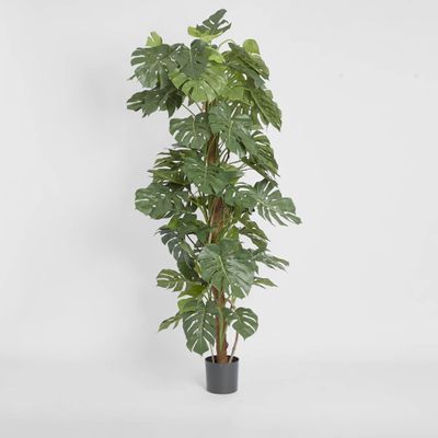 Split-Leaf Philodendron 1.9m