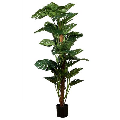 Split-Leaf Philodendron 1.9m