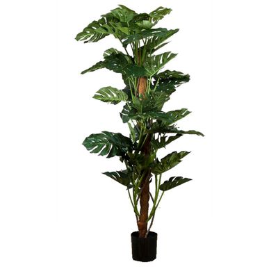 Split-Leaf Philodendron 1.9m