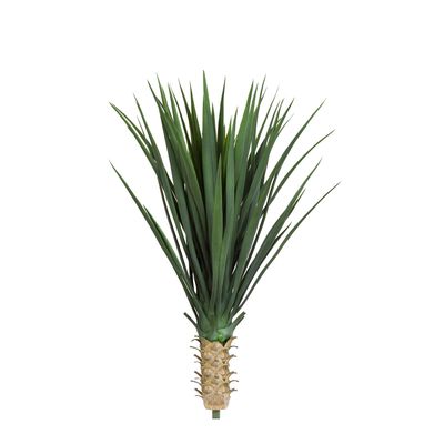 Yucca Rostrata 65cm