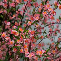 Giant Cherry Blossom Tree 2.4m