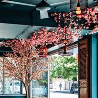Giant Cherry Blossom Tree 2.4m